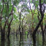 wisata taman mangrove papua