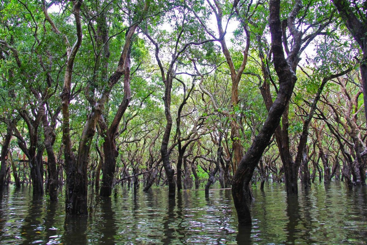 wisata taman mangrove papua